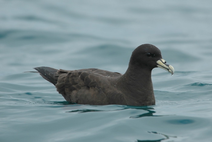 white-chinned petrel white-chinned petrel