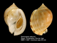 Semicassis saburon