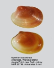 Mysella subquadrata