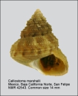 Calliostoma marshalli
