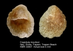 Crepidula moulinsii