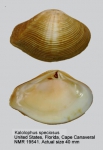 Crassatellidae