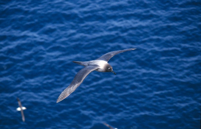 Light-mantled sooty albatross Light-mantled sooty albatross