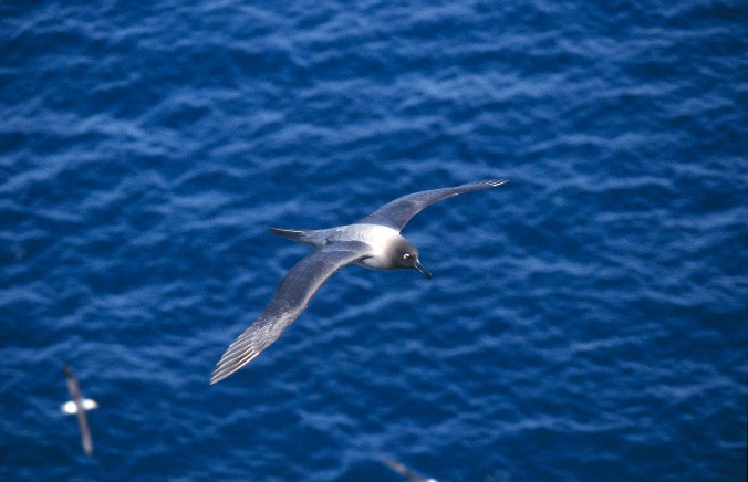 Light-mantled sooty albatross 