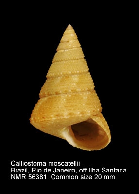 Calliostoma moscatellii