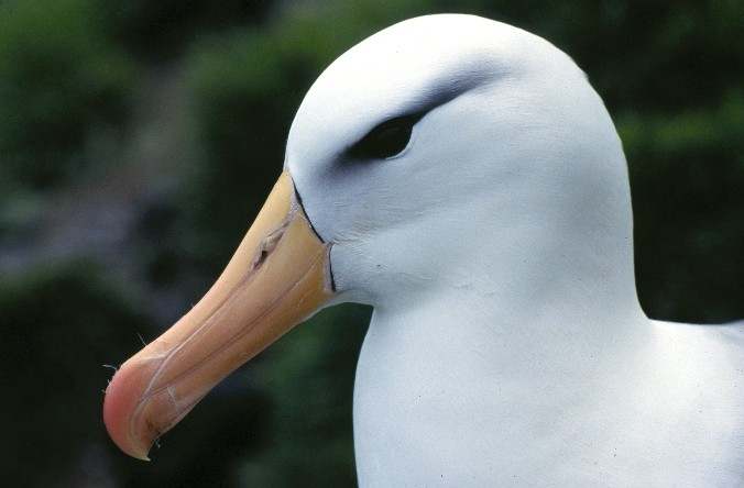 Black-browed albatross Black-browed albatross