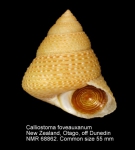 Calliostoma foveauxanum