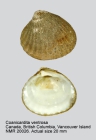 Coanicardita ventricosa