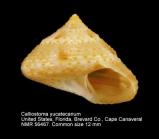 Calliostoma yucatecanum