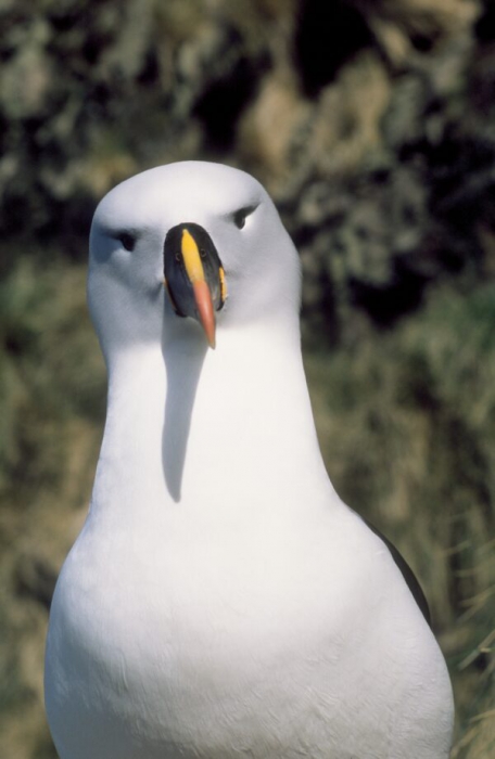 Yellow-nosed albatross Yellow-nosed albatross