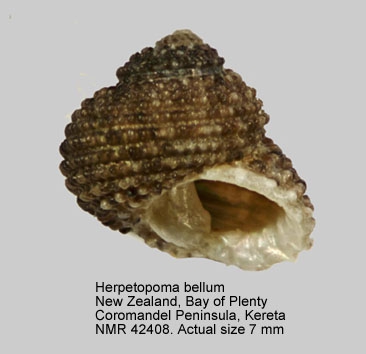 Herpetopoma bellum