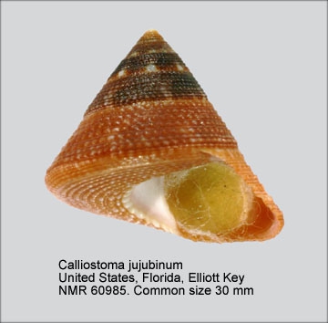 Calliostoma jujubinum