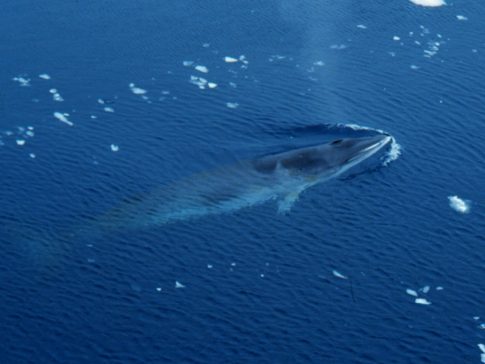 Antarctic minke whale Antarctic minke whale
