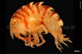 Crustacea (crustaceans)