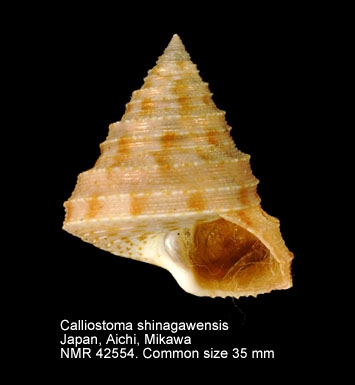 Calliostoma shinagawaense