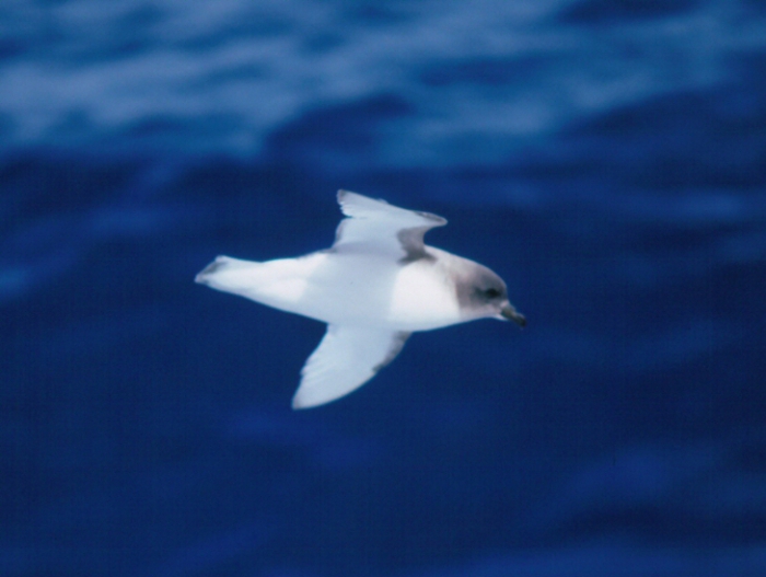 Antarctic petrel