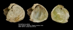 Cleidothaerus albidus
