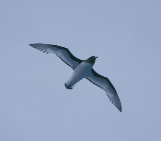 Antarctic petrel 2