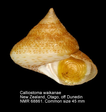 Calliostoma waikanae