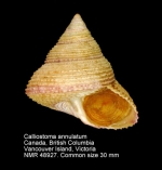 Calliostoma annulatum