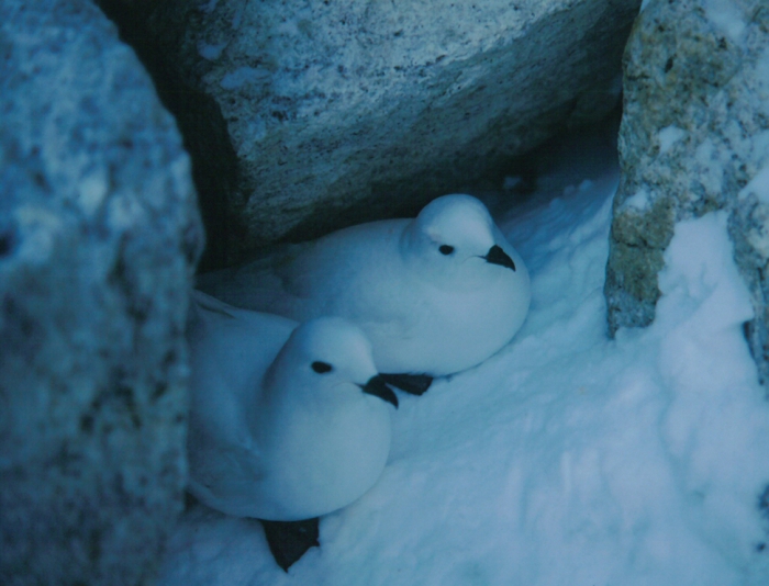 Snow petrel Snow petrel