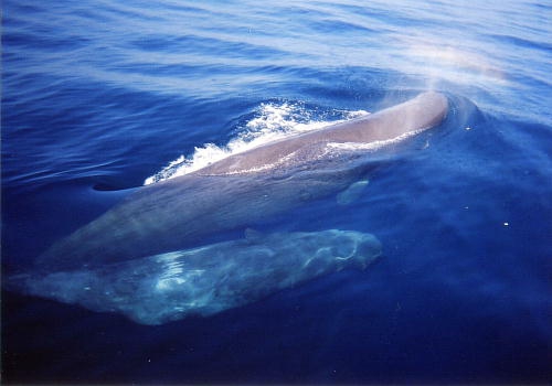 Sperm whale