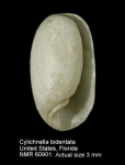 Cylichnella bidentata