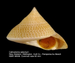 Calliostoma selectum