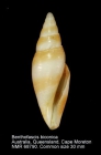Benthofascis biconica