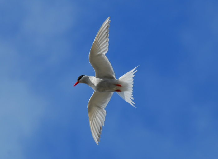Antarctic tern Antarctic tern