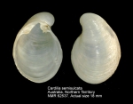 Cardiliidae