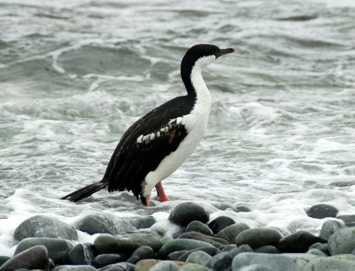 Antarctic shag Antarctic shag