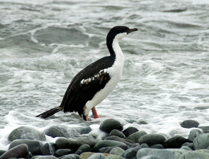 Antarctic shag