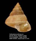 Calliostoma africanum
