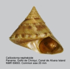 Calliostoma nepheloide