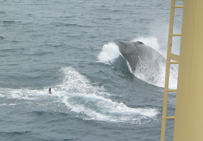 Fin whale Fin whale