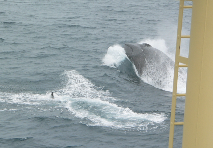 Fin whale