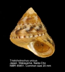 Tristichotrochus unicus