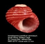 Homalopoma quantillum carmineum