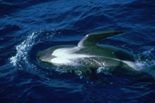 Long-finned pilot Long-finned pilot