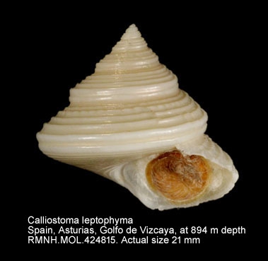 Calliostoma leptophyma