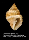 Cancellaria gemmulata