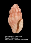 Raphitomidae