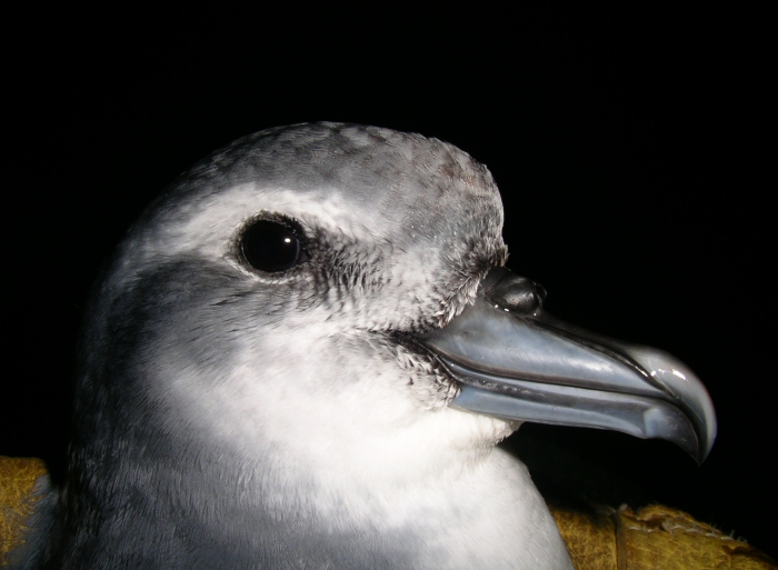 Antarctic prion