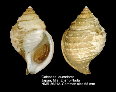 Galeodea leucodoma