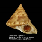 Calliostoma nepheloide