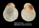 Hipponix incurvus