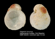 Hipponix incurvus