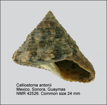 Calliostoma antonii