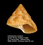 Calliostoma ornatum